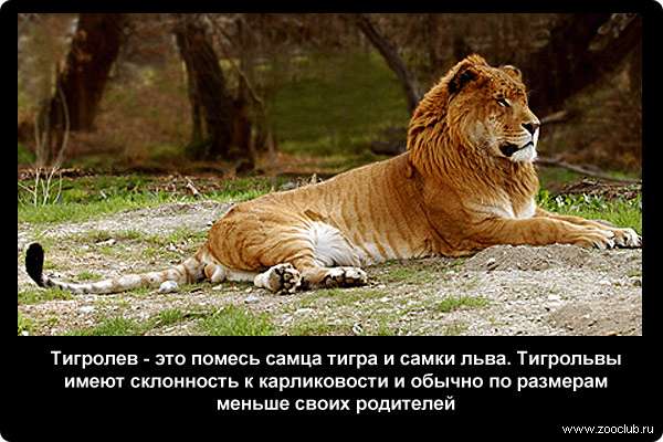  Тигролев - это помесь самца тигра и самки льва. Тигрольвы имеют склонность к карликовости и обычно по размерам меньше своих родителей. Самцы тигрольвов бесплодны, в то время как самки порой могут приносить потомство