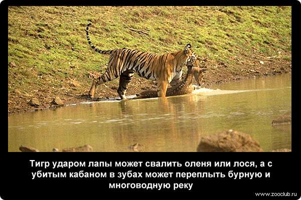  Тигр ударом лапы может свалить оленя или лося, а с убитым кабаном в зубах может переплыть бурную и многоводную реку