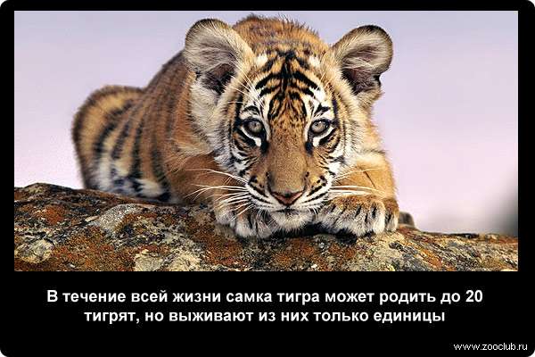  В течение всей жизни самка тигра может родить до 20 тигрят, но выживают из них только единицы