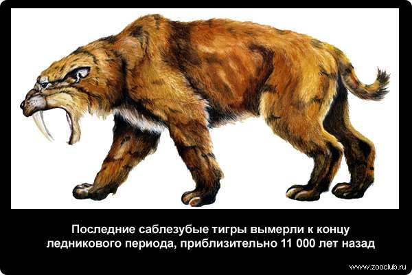  Последние саблезубые тигры вымерли к концу ледникового периода, приблизительно 11 тысяч лет назад