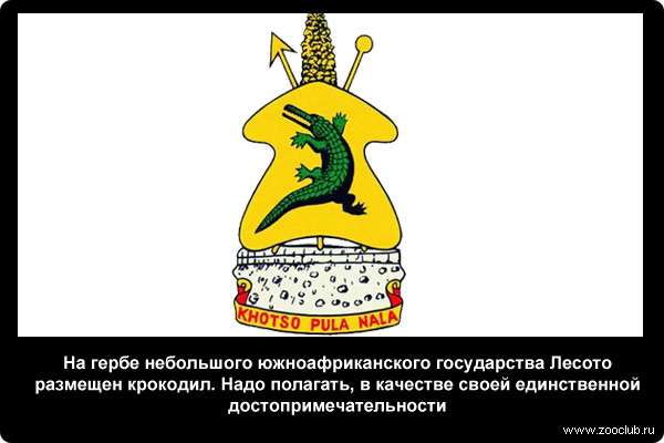  На гербе небольшого южноафриканского государства Лесото размещен крокодил. Надо полагать, в качестве своей единственной достопримечательности