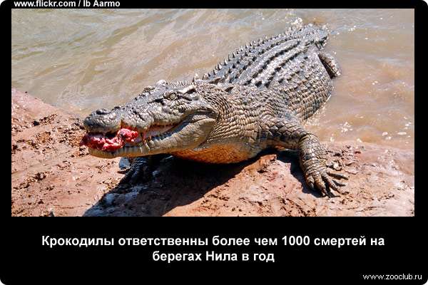  Крокодилы ответственны более чем 1000 смертей на берегах Нила в год