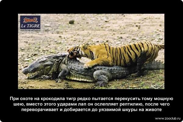  При охоте на крокодила тигр редко пытается перекусить тому мощную шею, вместо этого ударами лап он ослепляет рептилию, после чего переворачивает и добирается до уязвимой шкуры на животе