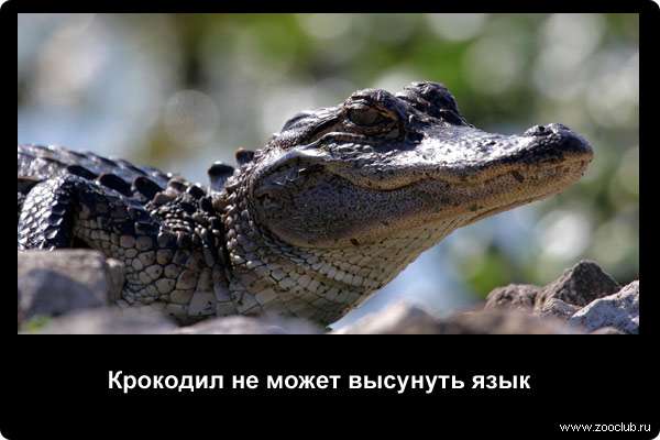  Крокодил не может высунуть язык