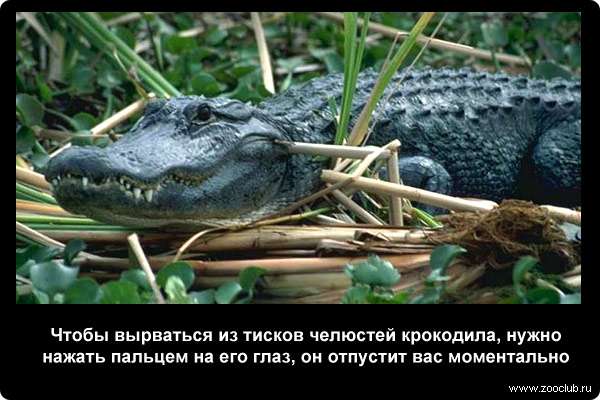  Чтобы вырваться из тисков челюстей крокодила, нужно нажать пальцем на его глаз, он отпустит вас моментально