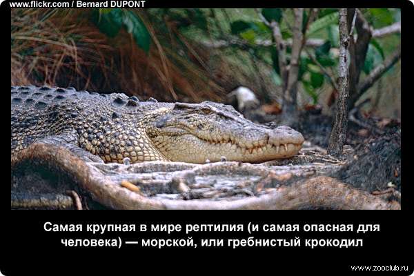  Самая крупная в мире рептилия (и самая опасная для человека) - морской, или гребнистый крокодил