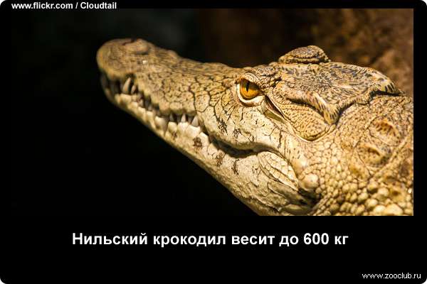  Нильский крокодил весит до 600 кг