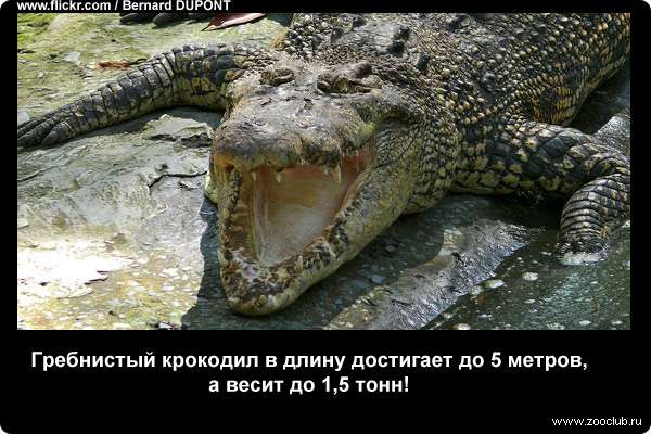  Гребнистый крокодил в длину достигает до 5 метров, а весит до 1,5 тонн