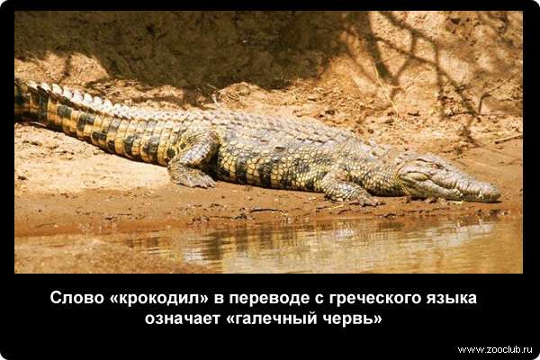  Слово крокодил в переводе с греческого языка означает галечный червь