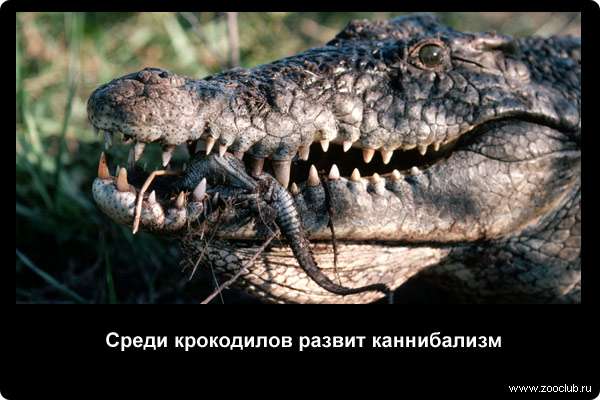  Среди крокодилов развит каннибализм