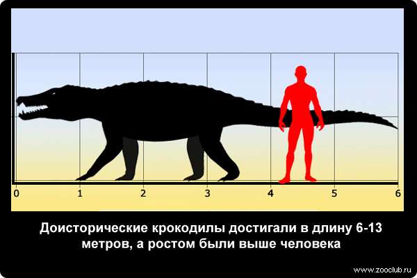  Доисторические крокодилы достигали в длину 6-13 метров, а ростом были выше человека