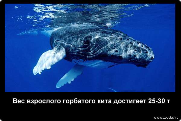  Вес взрослого горбатого кита достигает 25-30 тонн