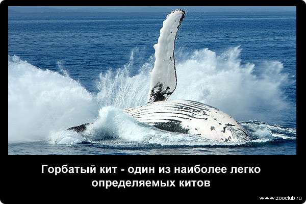  Горбатый кит - один из наиболее легко определяемых китов