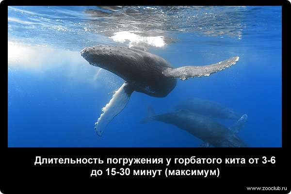  Длительность погружения у горбатого кита от 3-6 до 15-30 минут (максимум)