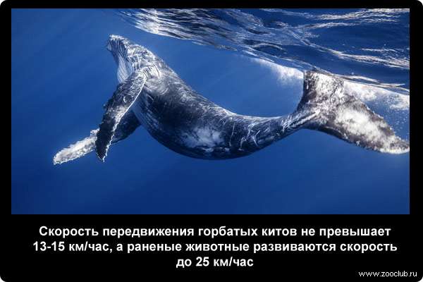  Скорость передвижения горбатых китов не превышает 13-15 км/час, а раненые животные развиваются скорость до 25 км/час