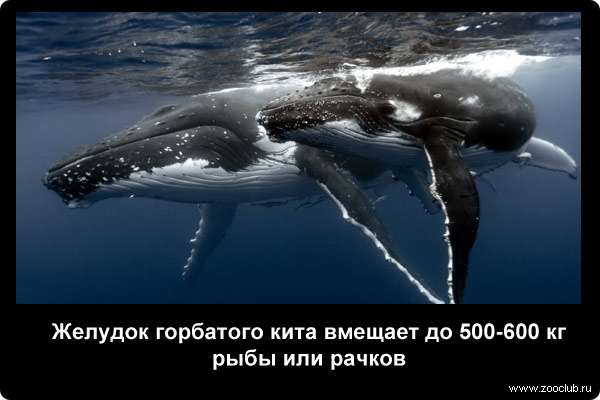  Желудок горбатого кита вмещает до 500-600 кг рыбы или рачков