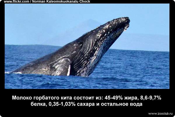  Молоко горбатого кита состоит из: 45-49% жира, 8,6-9,7% белка, 0,35-1,03% сахара и остальное вода