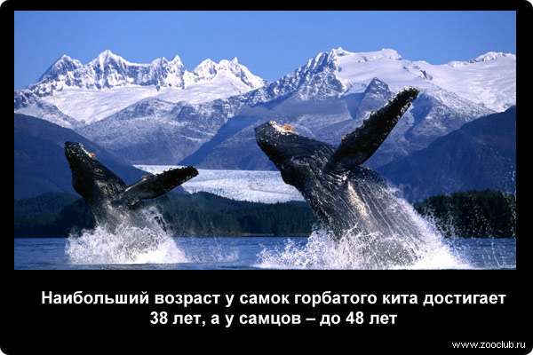 Наибольший возраст у самок горбатого кита достигает 38 лет, а у самцов - до 48 лет