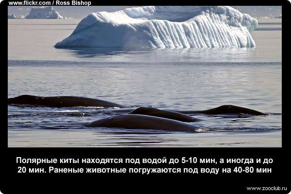  Полярные киты находятся под водой до 5-10 минут, а иногда и до 20 минут. Раненые животные погружаются под воду на 40-80 минут