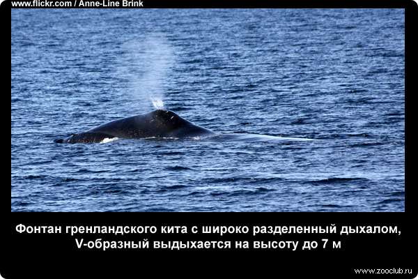  Фонтан гренландского кита с широко разделенный дыхалом, V-образный выдыхается на высоту до 7 м
