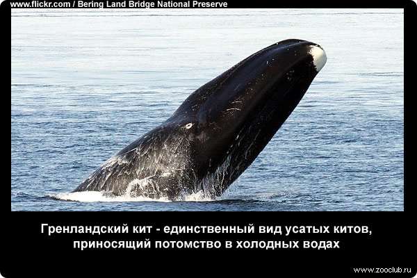  Гренландский кит - единственный вид усатых китов, приносящий потомство в холодных водах
