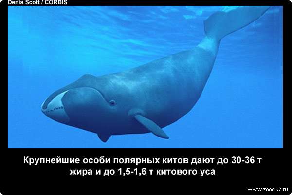  Крупнейшие особи полярных китов дают до 30-36 тонн жира и до 1,5-1,6 тонн китового уса