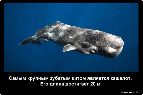  Самым крупным зубатым китом является кашалот. Его длина достигает 20 метров