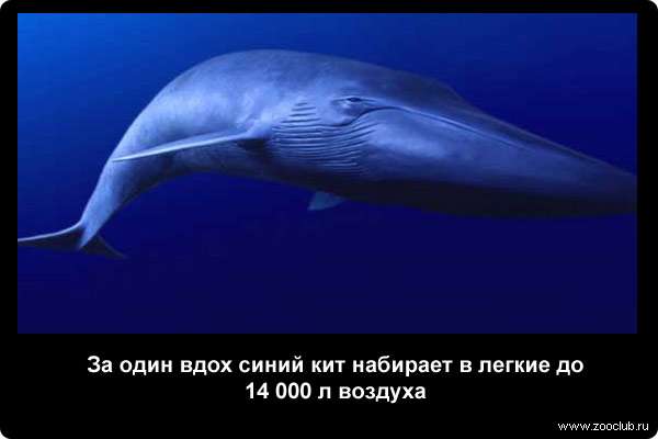  За один вдох синий кит набирает в легкие до 14 000 л воздуха