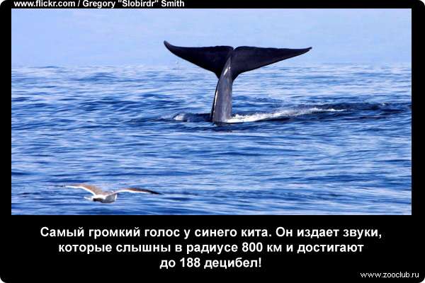  Самый громкий голос у синего кита (Balaenoptera musculus). Он издает звуки, которые слышны в радиусе 800 км и достигают до 188 децибел