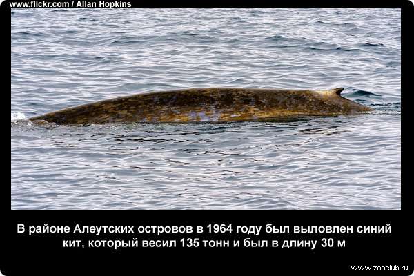  В районе Алеутских островов в 1964 году был выловлен синий кит, который весил 135 т и имел длину 30 м