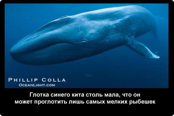  Глотка синего кита столь мала, что он может проглотить лишь самых мелких рыбешек