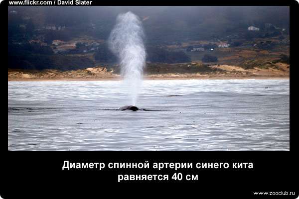  Диаметр спинной артерии синего кита равняется 40 см