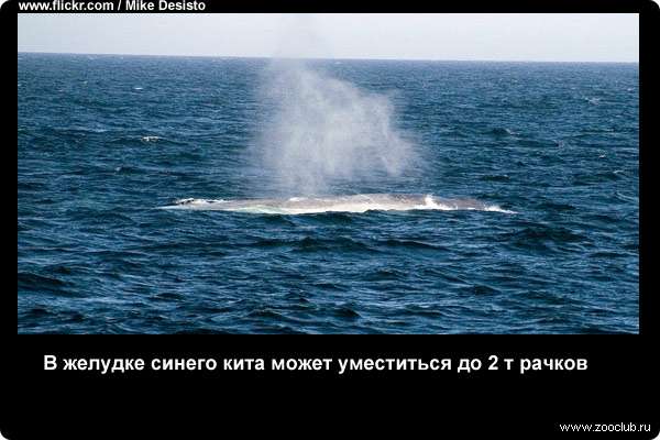  В желудке синего кита может уместиться до 2 т рачков