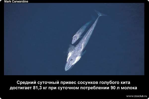  Средний суточный привес сосунков голубого кита достигает 81,3 кг при суточном потреблении 90 л молока