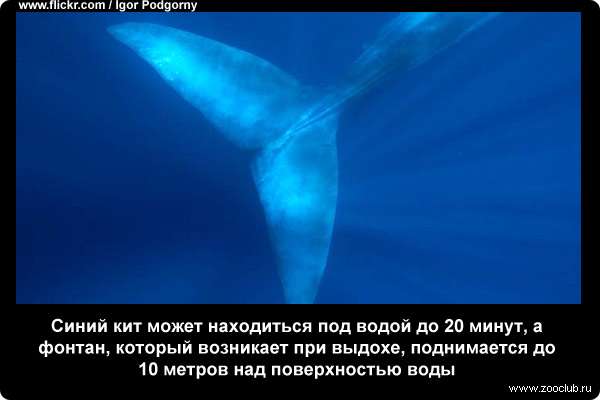  Синий кит может находиться под водой до 20 мин, а фонтан, который возникает при выдохе, поднимается до 10 м над поверхностью воды