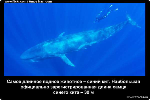  Самое длинное водное животное - синий кит. Наибольшая официально зарегистрированная длина самца синего кита - 30 м