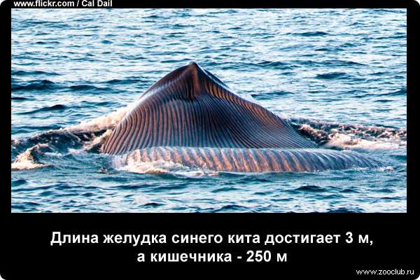 Длина желудка синего кита достигает 3 м, а кишечника - 250 м
