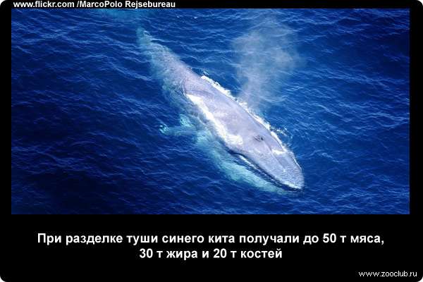  При разделке туши синего кита получали до 50 т мяса, 30 т жира и 20 т костей