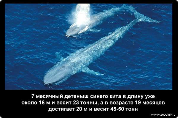  7 месячный детеныш синего кита в длину уже около 16 м и весит 23 т, а в возрасте 19 месяцев достигает 20 м и весит 45-50 т