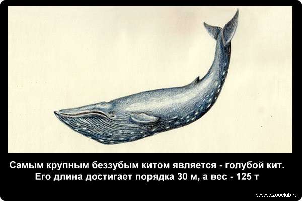  Самым крупным беззубым китом является - голубой кит. Его длина достигает порядка 30 м, а вес - 125 т