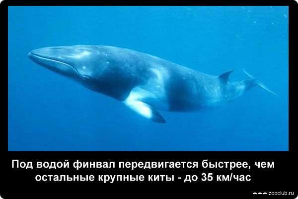  Под водой финвал передвигается быстрее, чем остальные крупные киты - до 35 км/ч