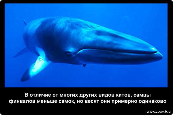  В отличие от многих других видов китов, самцы финвалов меньше самок, но весят они примерно одинаково