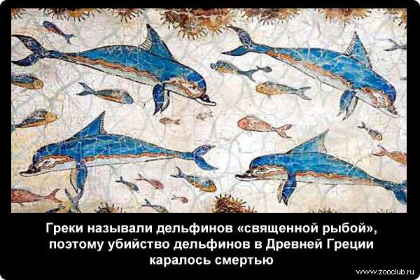  Греки называли дельфинов священной рыбой, поэтому убийство дельфинов в Древней Греции каралось смертью
