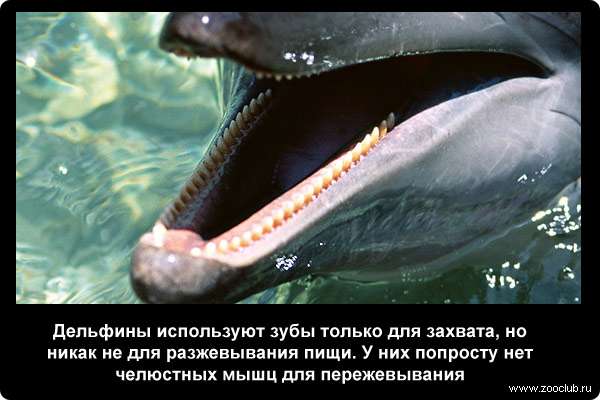  Дельфины используют зубы только для захвата, но никак не для разжевывания пищи. У них попросту нет челюстных мышц для пережевывания