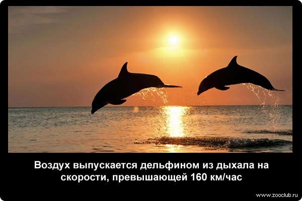  Воздух выпускается дельфином из дыхала на скорости, превышающей 160 км/ч