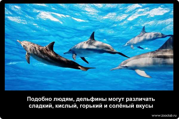  Подобно людям, дельфины могут различать сладкий, кислый, горький и солёный вкусы
