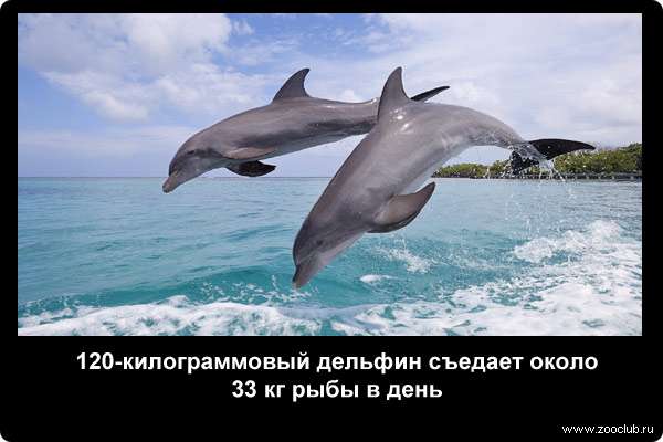  120-килограммовый дельфин съедает около 33 кг рыбы в день