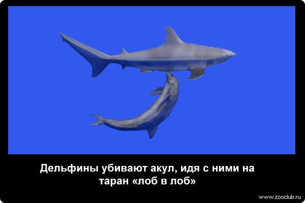  Дельфины убивают акул, идя с ними на таран лоб в лоб