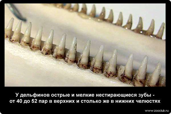  У дельфинов острые и мелкие нестирающиеся зубы - от 40 до 52 пар в верхних и столько же в нижних челюстях