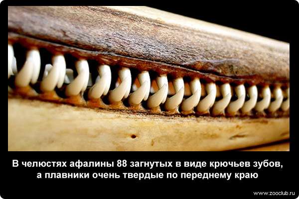  В челюстях афалины 88 загнутых в виде крючьев зубов, а плавники очень твердые по переднему краю